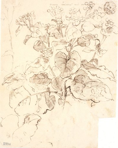 Estudios de plantas de Dankvart Dreyer