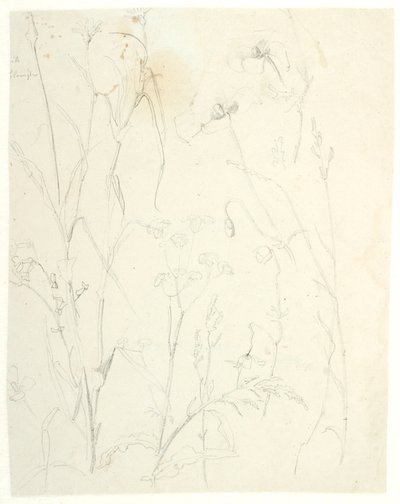 Estudios de plantas de Dankvart Dreyer