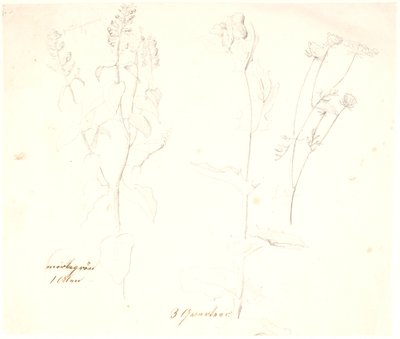 Estudios de plantas de Dankvart Dreyer