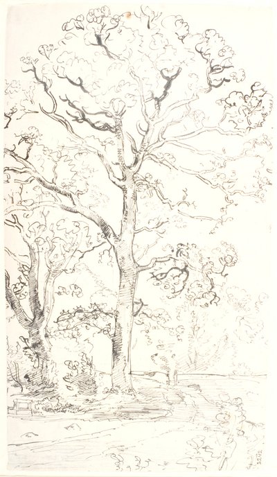Estudio de robles de Dankvart Dreyer