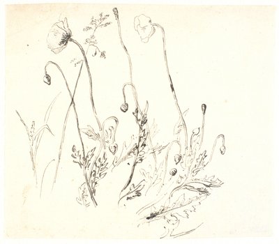 Valmuer de Dankvart Dreyer