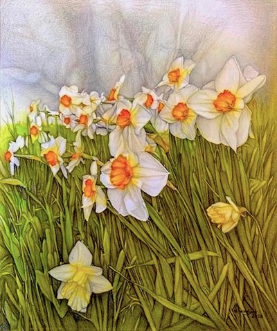 Narcisos bailarines, 2020 (lápiz sobre papel) de Darrell Windjack