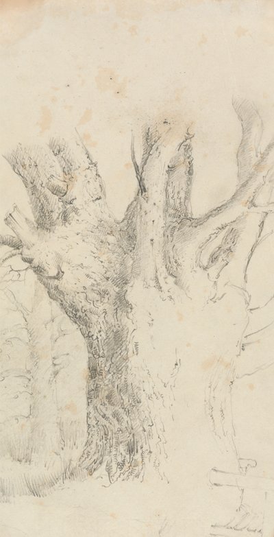 Árbol de David Charles Read