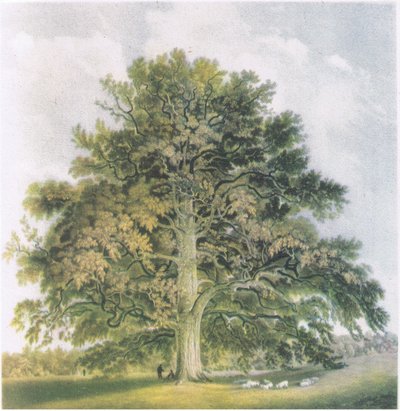 Sauces Pollard, Naturaleza en Gran Bretaña publicada por Collins, 1946 de David Cox