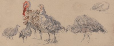 Estudio de los pavos de David Cox