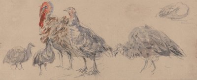 Estudio de los pavos de David Cox