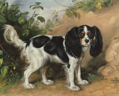 Spaniel del Rey Carlos de David Cunliffe