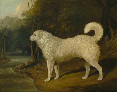 Retrato de un perro, Ross de David Dalby of York