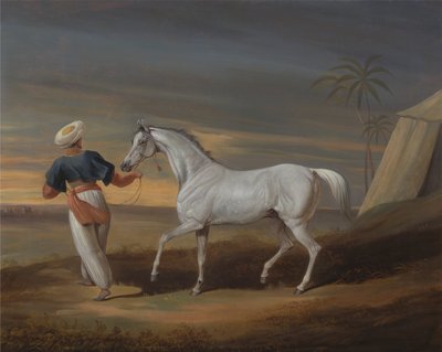 Señal, un árabe gris, con un novio en el desierto de David Dalby of York