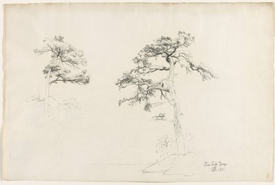 Pino, Lago George, 1871 de David Johnson