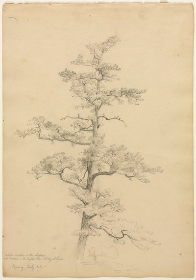 Pino, Conway, New Hampshire (recto), c. 1851 de David Johnson