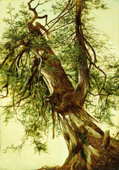 Estudio de un cedro (óleo sobre lienzo) de David Johnson