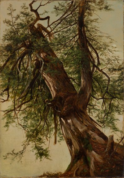 estudio de un cedro de David Johnson