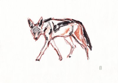 Chacal de lomo negro africano, 2019 (lápiz sobre papel) de David Mayer