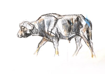 Búfalo africano, 2020 (crayón y acuarela sobre papel) de David Mayer