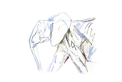 Elefante africano, 2021 (crayón sobre papel) de David Mayer