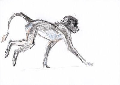Babuino, 2020 (lápiz sobre papel) de David Mayer
