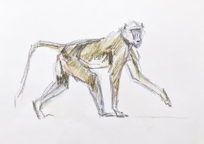 Babuino, 2020 (acuarela y crayón sobre papel) de David Mayer