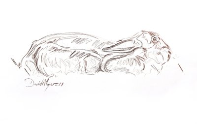 Liebre marrón reclinada, 2012 (contepastel sobre papel) de David Mayer