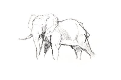 Bull Elephant, 2021 (lápiz sobre papel) de David Mayer