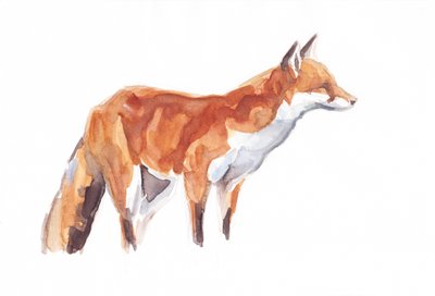 Fox, 2021 (crayón y acuarela sobre papel) de David Mayer