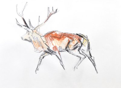 Red Deer Stag, 2020 (acuarela sobre papel) de David Mayer