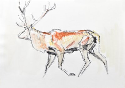 Red Deer Stag, 2020 (acuarela sobre papel) de David Mayer