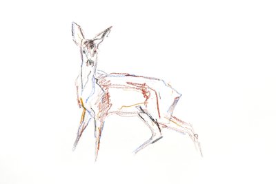 Corzo joven, 2021 (crayón sobre papel) de David Mayer