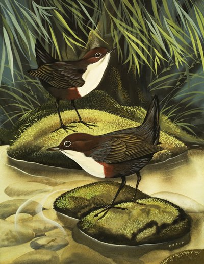 El Cazo, también conocido como Ousel de agua. de David Pratt