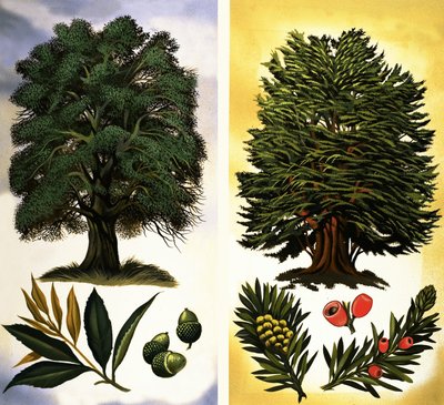 Árboles que se ven: Encina y tejo de David Pratt