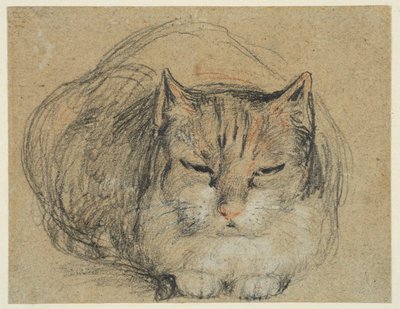 Gato, estudio para "El dedo cortado" (anverso), c.1809 (tiza negra, roja y blanca, tiza negra y blanca sobre papel verjurado) de David Wilkie