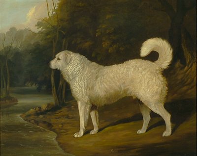Retrato de un Perro, Ross de David of York Dalby
