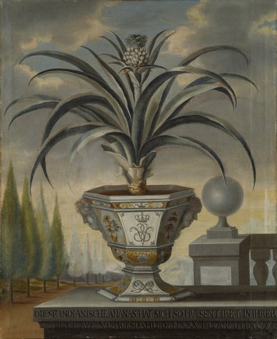 Planta de Piña, 1729 de David von Coln