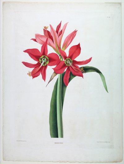 Amaryllis aulica de De Gouy