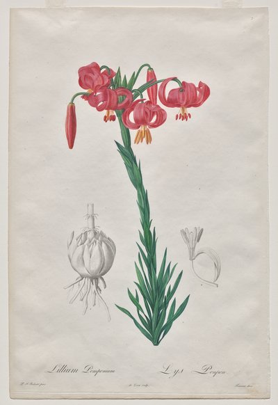 Lillium Pomponius (Turban Lily), placa 7 de Les Liliacées de De Gouy