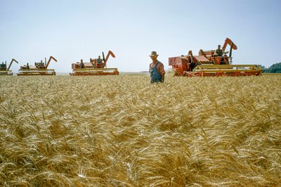 Un agricultor camina entre trigo hasta la cintura mientras las cosechadoras se agitan detrás de él. Partridge, Kansas. de Dean Conger
