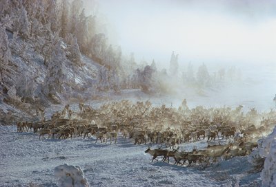 Reno, alce, caribú o manada similar de animales en un paisaje invernal cubierto de nieve, N... de Dean Conger