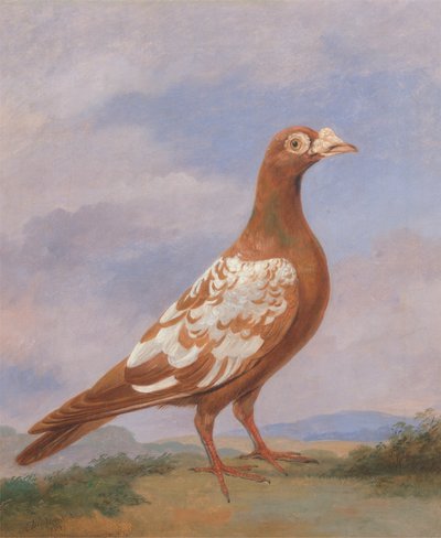 Portador de pied rojas de Dean Wolstenholme