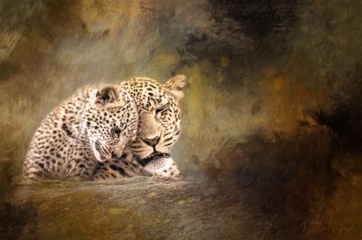 La ternura de la familia de los leopardos de Debbie Lefever