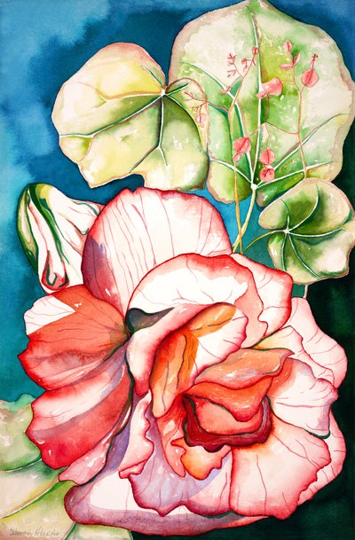 Begonia; 2006 (acuarela) de Deborah Eve Alastra