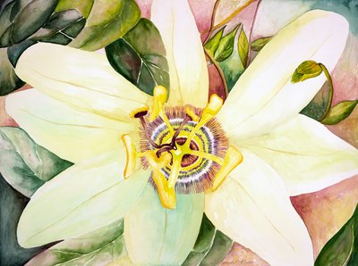 Pasiflora, 2007 (acuarela) de Deborah Eve Alastra
