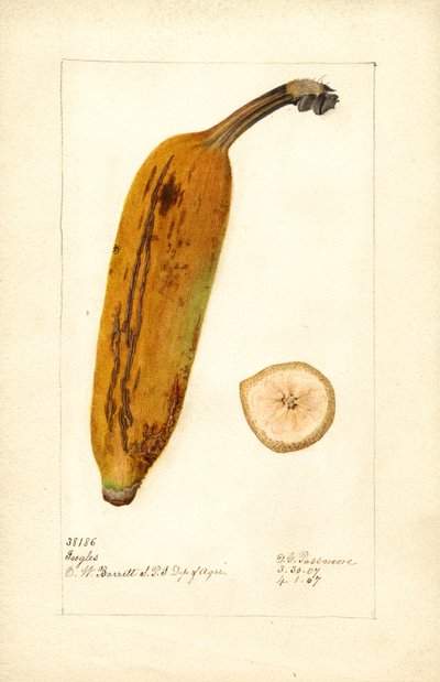 Plátano ( Musa: Ingles) (acuarela) de Deborah Griscom Passmore