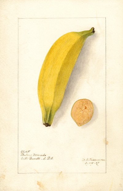 Bananas ( Musa: Platano Morado) (watercolor) de Deborah Griscom Passmore