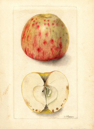 Manzanas de hueso amargo (Malus domestica) (acuarela) de Deborah Griscom Passmore