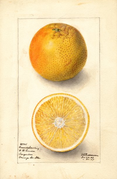 Naranjas Conners Seedling ( Citrus sinensis) (acuarela) de Deborah Griscom Passmore