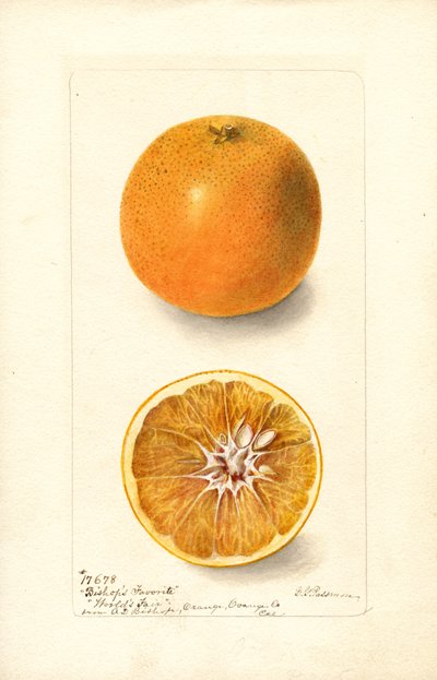 Naranjas (Citrus sinensis: Bishops Favorite) (acuarela) de Deborah Griscom Passmore