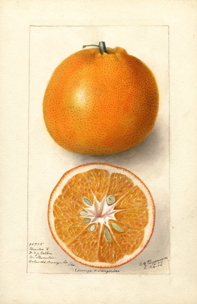 Naranjas (Citrus sinensis: Thornton nº 5) (acuarela) de Deborah Griscom Passmore