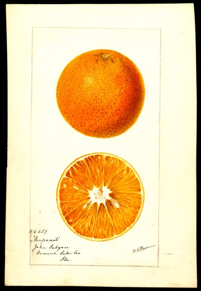 Naranjas. Citrus sinensis: Nonpareil (acuarela sobre papel) de Deborah Griscom Passmore
