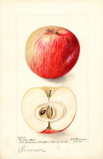 Manzanas Rimmer (Malus domestica) (acuarela) de Deborah Griscom Passmore