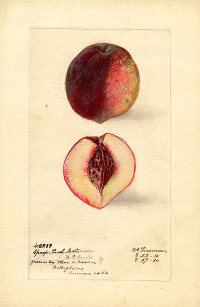 Nectarina melocotón (Prunus persica) (acuarela) de Deborah Griscom Passmore